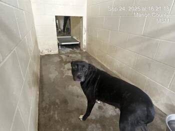 Rescue Pit Bull Terrier and Mixed Breed Dogs for Adoption in Ocala, Florida - A369769 | PetCurious