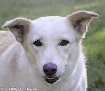 Rescue Saluki and Retriever Dogs for Adoption in Nashville, Tennessee - Keri | PetCurious