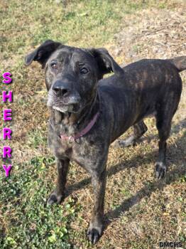 Rescue Hound Dogs for Adoption in Burlington, Iowa - Sherry | PetCurious
