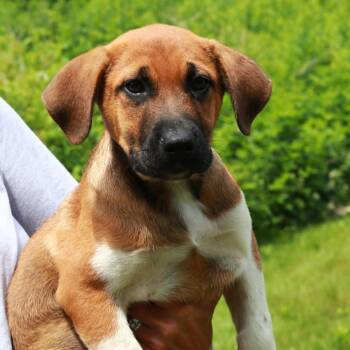 CT Marc -  Labrador Retriever and Mixed Breed Dog for Adoption in Stormville, New York - CT Marc | PetCurious