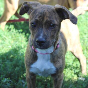 Tide 22747 -  Terrier and Chihuahua Dog for Adoption in Minneapolis, Minnesota - Tide 22747 | PetCurious