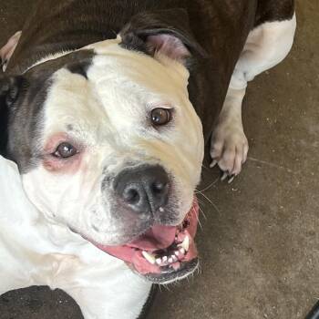 Cutie -  American Bulldog Dog for Adoption in Chicago, Illinois - Cutie | PetCurious