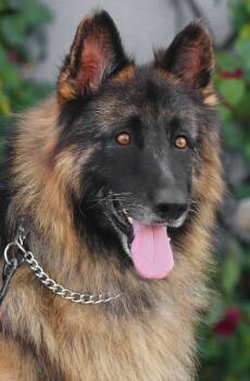 Rescue German Shepherd Dog Dogs for Adoption in Los Angeles, California - *Cubby Von Chico | PetCurious