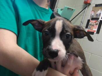 KEVIN -  Pit Bull Terrier and Mixed Breed Dog for Adoption in Tulsa, Oklahoma - KEVIN | PetCurious
