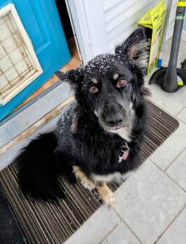 Husky and Shepherd Dogs Available for Adoption in Cottage Grove, Minnesota - Sandy | PetCurious