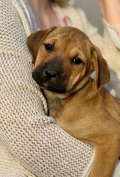 Midge -  Shar Pei Dog Available for Adoption in Los Angeles, California - Midge | PetCurious