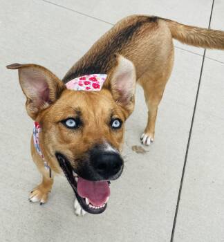 Rescue Husky and German Shepherd Dog Dogs for Adoption in Eighty Four, Pennsylvania - Brenna | PetCurious
