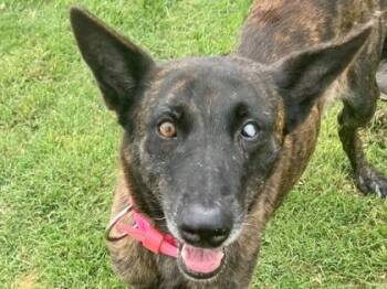 Mixed Breed Dogs Available for Adoption in Georgetown, Texas - Helen | PetCurious