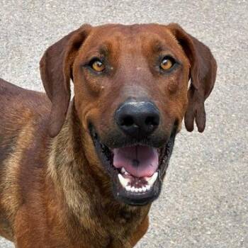 Copper -  Redbone Coonhound and Rhodesian Ridgeback Dog for Adoption in Bernalillo, New Mexico - Copper | PetCurious