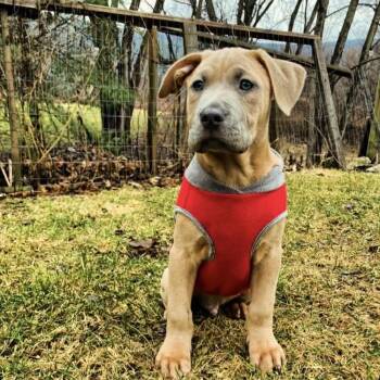 Mixed Breed Dogs Available for Adoption - Percy | PetCurious
