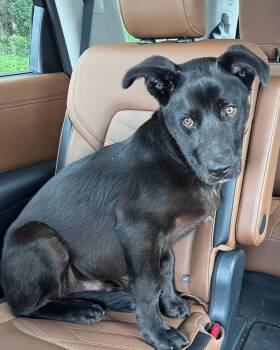 Black Labrador Retriever and Shepherd Dogs Available for Adoption in Clearwater, Florida - Cash | PetCurious