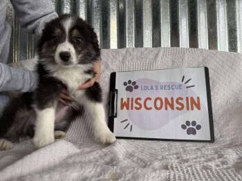 Australian Shepherd Dogs Available for Adoption - Wisconsin | PetCurious