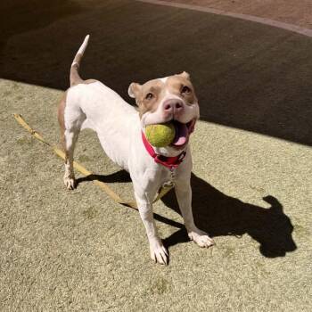 Pit Bull Terrier Dogs Available for Adoption - ZOIE | PetCurious