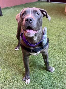 SHIMMY -  Pit Bull Terrier Dog for Adoption in San Francisco, California - SHIMMY | PetCurious
