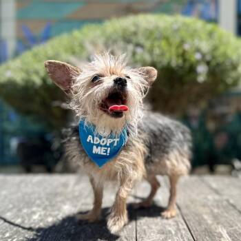June Bug -  Terrier and Chihuahua Dog Available for Adoption in Pacific Grove, California - June Bug | PetCurious