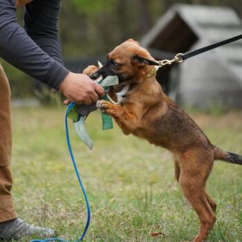 Belgian Shepherd Malinois Dogs Available for Adoption in Medford Lakes, New Jersey - Suki | PetCurious