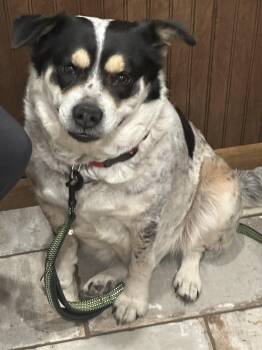 Australian Cattle Dog Blue Heeler Dogs Available for Adoption - Sasha | PetCurious