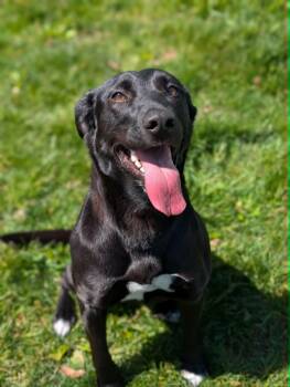 Labrador Retriever Dogs Available for Adoption in Chambersburg, Pennsylvania - Rosa | PetCurious