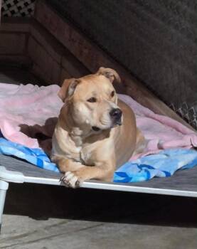 Champ -  Staffordshire Bull Terrier Dog for Adoption in La Verne, California - Champ | PetCurious