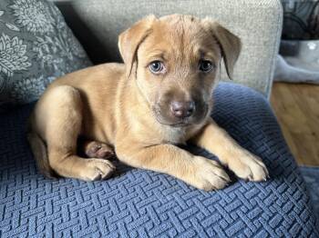 Mo -  Mixed Breed Dog for Adoption in Iron River, Michigan - Mo | PetCurious