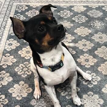 Rook -  Rat Terrier and Chihuahua Dog for Adoption in Oklahoma City, Oklahoma - Rook | PetCurious