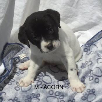Acorn -  Mixed Breed Dog for Adoption in Calgary, Alberta - Acorn | PetCurious