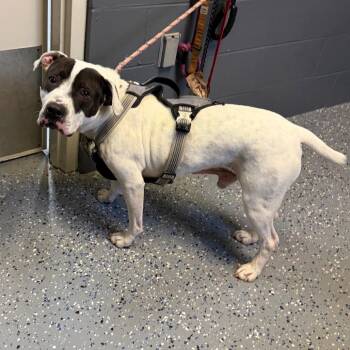 American Bulldog and Mixed Breed Dogs Available for Adoption in Tuscaloosa, Alabama - Fez | PetCurious