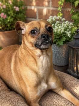 Bobby Pug -  Pug Dog for Adoption in Lucas, Texas - Bobby Pug | PetCurious