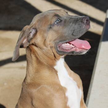 Wendy -  Cane Corso and Mastiff Dog for Adoption in Yucca Valley, California - Wendy | PetCurious