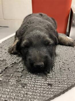 CHAPPY -  German Shepherd Dog Dog for Adoption in Dallas, Texas - CHAPPY | PetCurious
