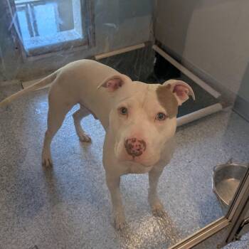 Fiddlesticks -  Pit Bull Terrier and Mixed Breed Dog for Adoption in Stafford, Virginia - Fiddlesticks | PetCurious