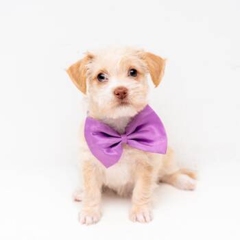 Chihuahua and Shih Tzu Dogs Available for Adoption in New York, New York - Kehlani | PetCurious