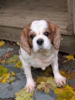 Rescue Cavalier King Charles Spaniel Dogs for Adoption in Danville, Vermont - Gina | PetCurious