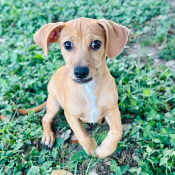 Gill 26-07-137 -  Chihuahua and Mixed Breed Dog for Adoption in Bastrop, Texas - Gill 26-07-137 | PetCurious