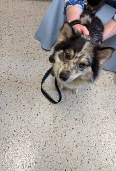 Australian Shepherd Dogs Available for Adoption in Providence Forge, Virginia - Bob 2 | PetCurious