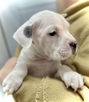 Boxer Dogs Available for Adoption - Leek | PetCurious