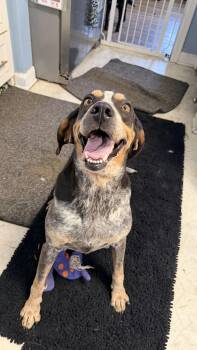 Kate -  Bluetick Coonhound Dog for Adoption - Kate | PetCurious