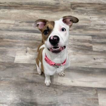 Mixed Breed Dogs Available for Adoption in Christiansburg, Virginia - Shimmer | PetCurious
