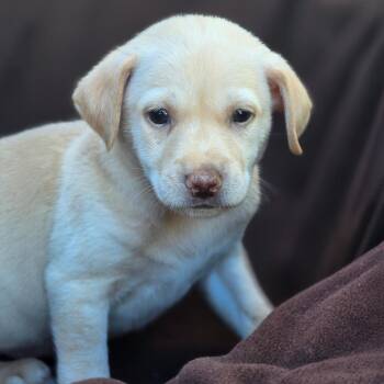 Rescue Chihuahua and Terrier Dogs for Adoption in San Diego, California - Royal Pup - Charles | PetCurious