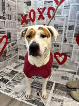 Mixed Breed Dogs Available for Adoption - Princess Pinky | PetCurious