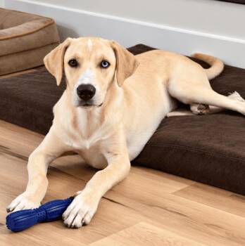 Sully -  Great Dane and Labrador Retriever Dog for Adoption in Mead, Colorado - Sully | PetCurious