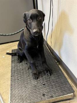 Rescue Labrador Retriever and Mixed Breed Dogs for Adoption in Ontario, California - KAT | PetCurious