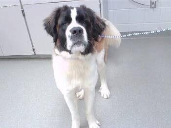 Saint Bernard and Mixed Breed Dogs Available for Adoption in Omaha, Nebraska - CONAN | PetCurious