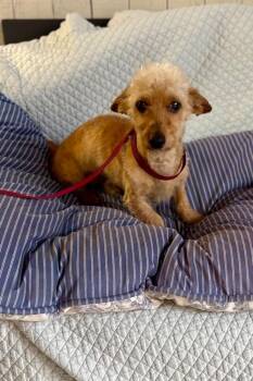 Grizzly -  Maltese and Dachshund Dog for Adoption in Fort Worth, Texas - Grizzly | PetCurious