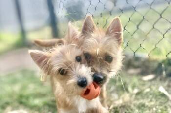 Dust Bunny (Tito) -  Terrier Dog for Adoption in Richmond, Texas - Dust Bunny (Tito) | PetCurious
