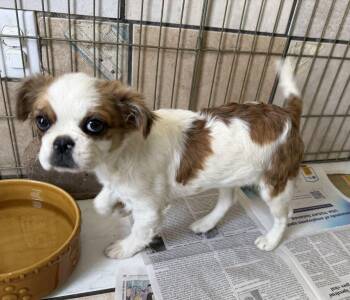 Saffron -  Cavalier King Charles Spaniel and Japanese Chin Dog for Adoption in Canutillo, Texas - Saffron | PetCurious