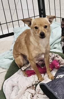 Terrier and Chihuahua Dogs Available for Adoption - Sandy | PetCurious