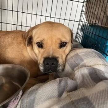 Mixed Breed Dogs Available for Adoption in Athens, Georgia - Little Foot | PetCurious