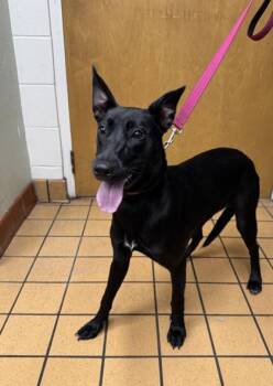 Fresca -  Shepherd and Mixed Breed Dog for Adoption in Gainesville, Florida - Fresca | PetCurious