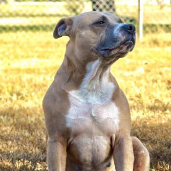 Chato -  Pit Bull Terrier Dog for Adoption in Dallas, Texas - Chato | PetCurious